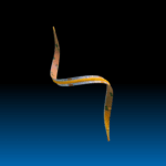 Flexi LED Strip lights 2700k 10MM 10M